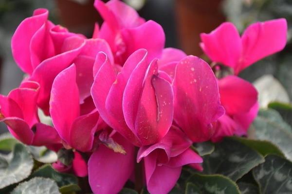 仙客來怎么澆水（多久澆一次）仙客來繁殖方法