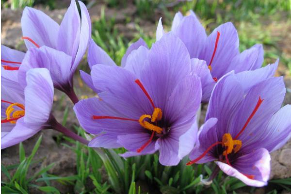 藏紅花和紅花的區別是什么 藏紅花的價值