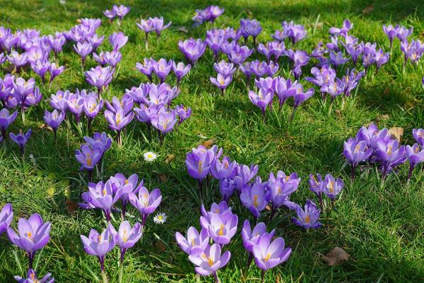  藏紅花泡腳有什么好處 藏紅花泡腳禁忌有哪些