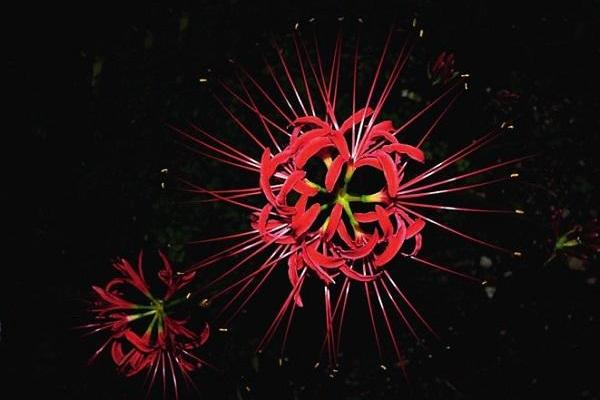 關于彼岸花詩句和傳說有哪些 彼岸花是什么意思