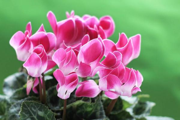 仙客來圖片大全 仙客來花語及寓意