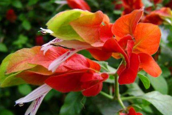 蝦衣花和金苞花的區別是 蝦衣花作用