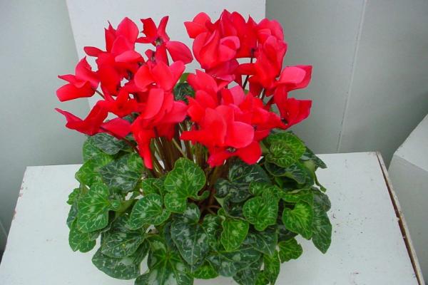 仙客來有毒嗎 仙客來能放在室內臥室嗎