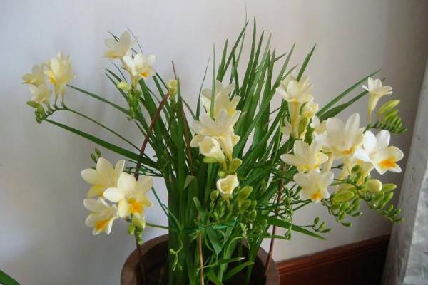 香雪蘭葉子發(fā)黃變黑怎么辦 香雪蘭怎么矮化