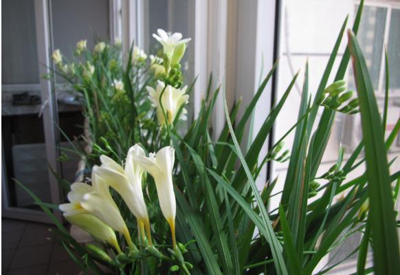 香雪蘭葉子發(fā)黃變黑怎么辦 香雪蘭怎么矮化