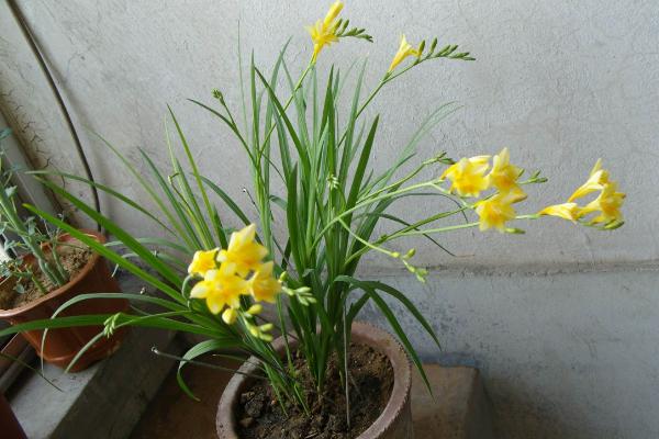 香雪蘭葉子發(fā)黃變黑怎么辦 香雪蘭怎么矮化