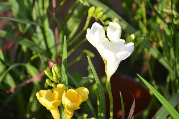 香雪蘭葉子發(fā)黃變黑怎么辦 香雪蘭怎么矮化