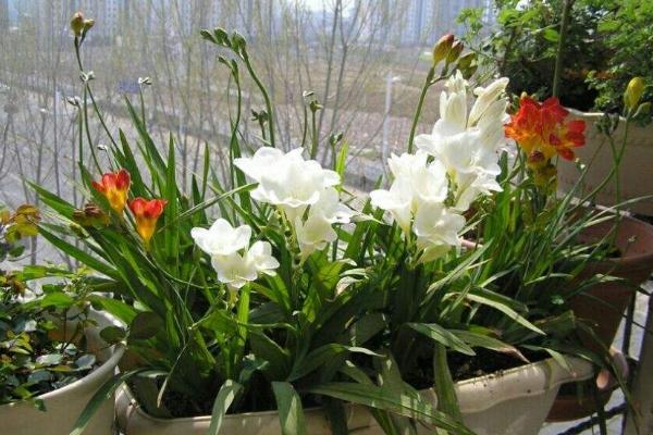 香雪蘭葉子發(fā)黃變黑怎么辦 香雪蘭怎么矮化