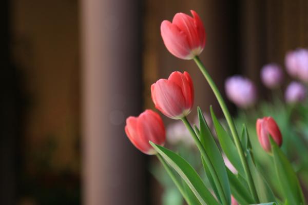 郁金香市場價格多少錢一支 郁金香多少錢一盆