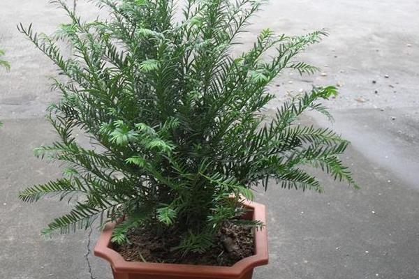 盆栽紅豆杉怎么澆水（多久澆一次） 盆栽紅豆杉繁殖方法
