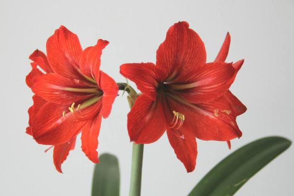 朱頂紅葉片發(fā)黃變黑怎么辦 朱頂紅葉子倒伏怎么辦