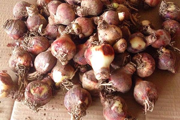 朱頂紅種球市場價格多少錢一個 朱頂紅種球種植方法