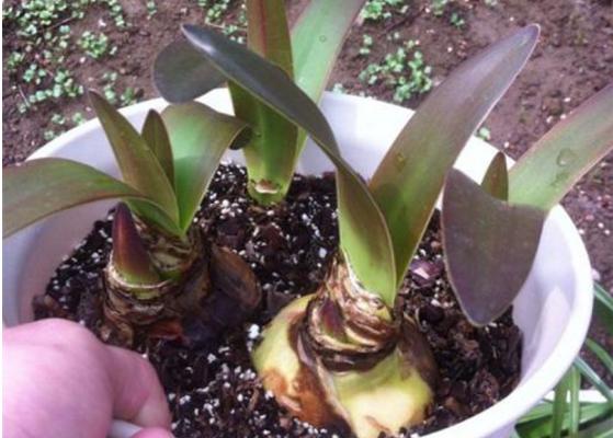 朱頂紅種球市場價格多少錢一個 朱頂紅種球種植方法