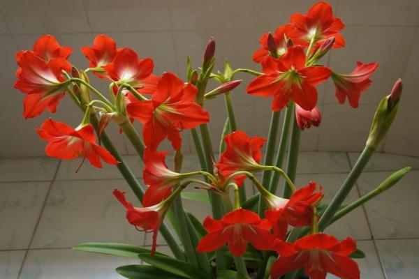 朱頂紅種球市場價格多少錢一個 朱頂紅種球種植方法