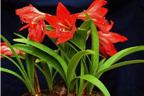 朱頂紅種球市場價格多少錢一個 朱頂紅種球種植方法