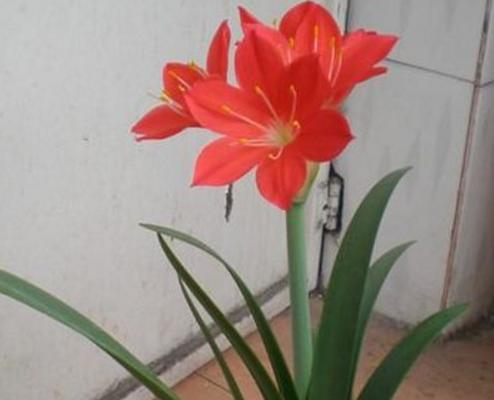 朱頂紅種球市場價格多少錢一個 朱頂紅種球種植方法