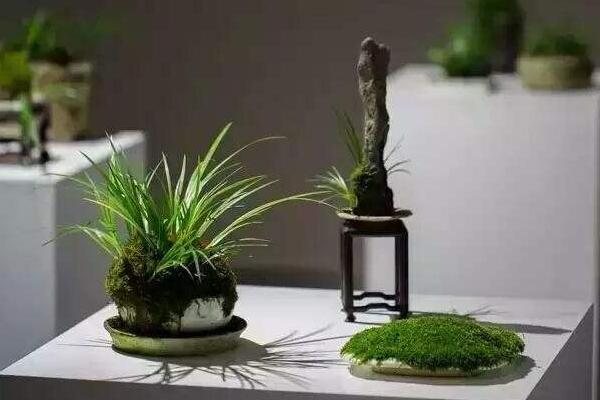 最貴的菖蒲是什么品種 菖蒲盆景為什么這么貴