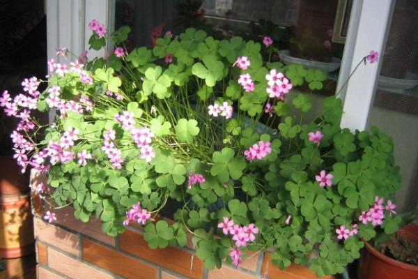 酢漿草種植方法與注意事項 酢漿草什么時候種植