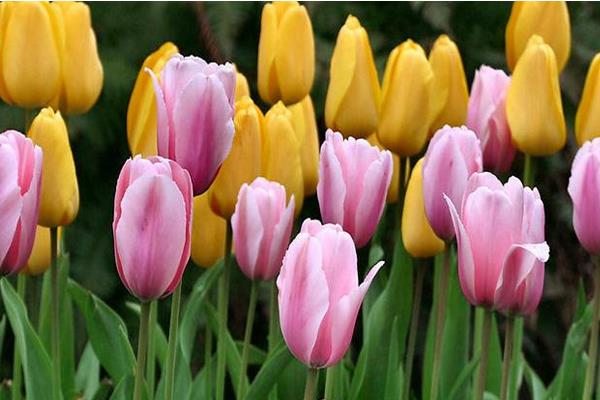 盆栽郁金香怎么澆水（多久澆一次）盆栽郁金香怎么種