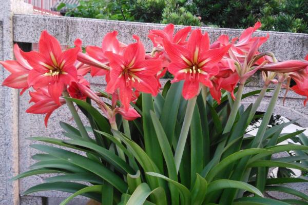 朱頂紅一年開幾次花 朱頂紅什么時(shí)候開花（幾月）