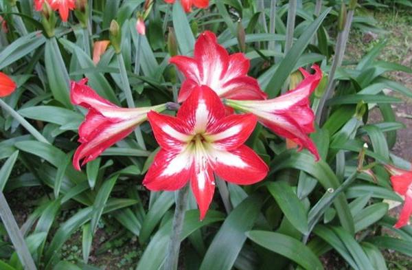 朱頂紅怎么修剪枝葉好看 朱頂紅開花后怎么處理