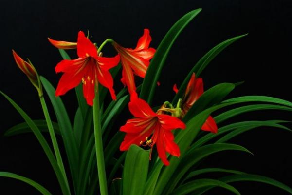 朱頂紅種球市場價(jià)格多少錢一個(gè) 朱頂紅種球種植方法