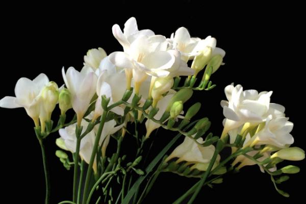 香雪蘭怎么養(yǎng) 香雪蘭養(yǎng)殖方法與注意事項(xiàng)