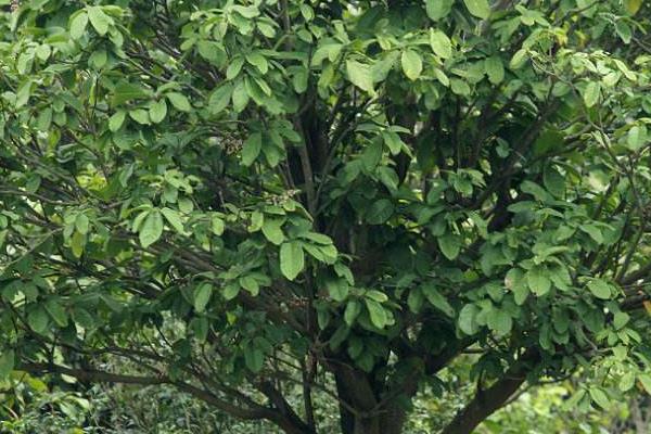 蘋婆樹怎么種 蘋婆種植方法與注意事項