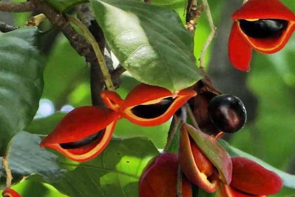 蘋婆樹怎么種 蘋婆種植方法與注意事項