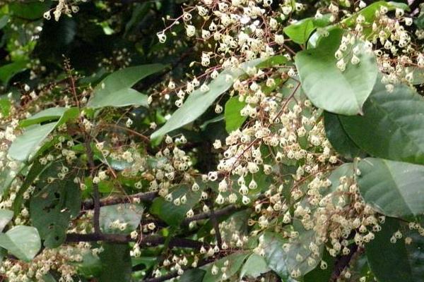 蘋婆樹怎么種 蘋婆種植方法與注意事項