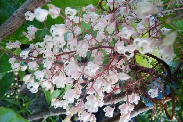 蘋婆樹怎么種 蘋婆種植方法與注意事項