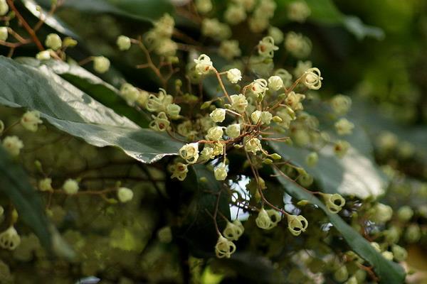 蘋婆樹怎么種 蘋婆種植方法與注意事項
