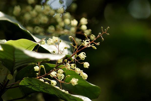 蘋婆樹怎么種 蘋婆種植方法與注意事項