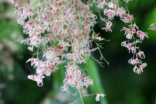 蘋婆樹怎么種 蘋婆種植方法與注意事項