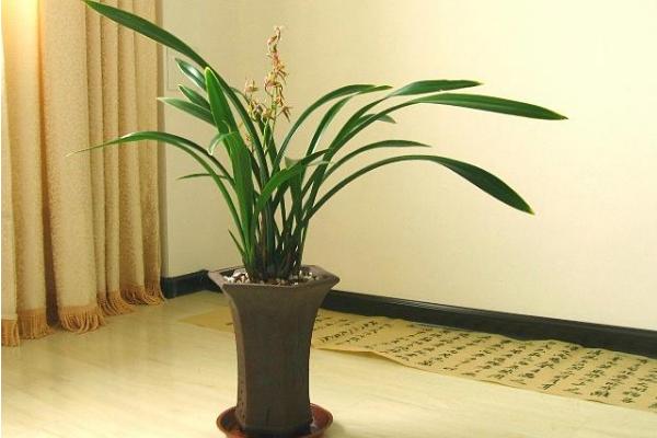 墨蘭和建蘭哪個貴哪個好 墨蘭怎么養長得旺盛