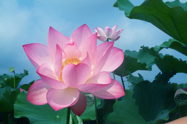 荷花葉功效與作用及禁忌 荷花葉藥用價值