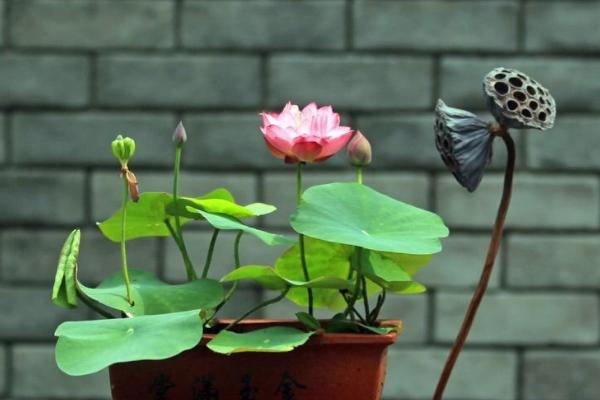 碗蓮圖片大全 碗蓮有哪些品種 碗蓮花語及寓意