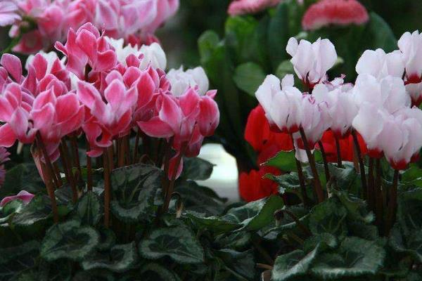 仙客來市場價(jià)格多少錢一盆 仙客來的作用