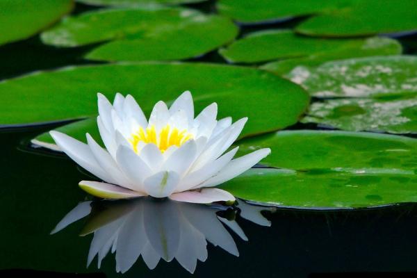 睡蓮怎么種 睡蓮種植方法與注意事項