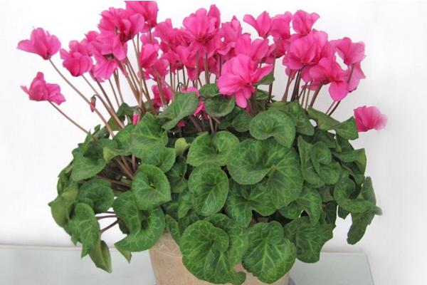 仙客來市場價格多少錢一盆 仙客來的作用