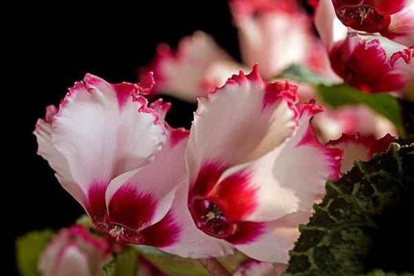 仙客來市場價格多少錢一盆 仙客來的作用