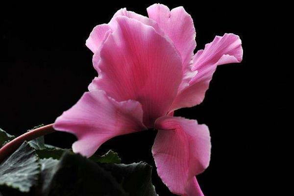 仙客來市場價格多少錢一盆 仙客來的作用