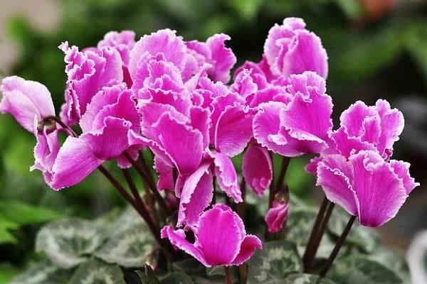 仙客來市場價格多少錢一盆 仙客來的作用