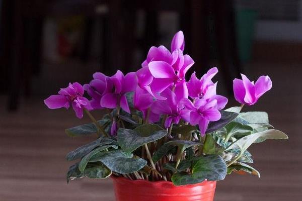 仙客來市場價格多少錢一盆 仙客來的作用