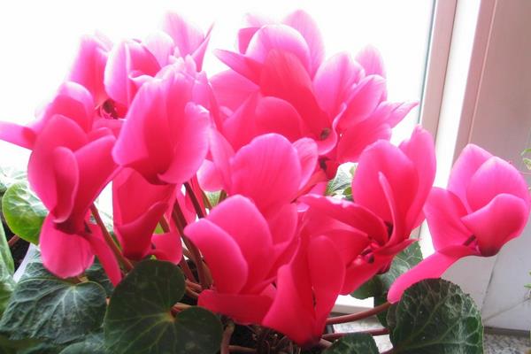 仙客來市場價格多少錢一盆 仙客來的作用