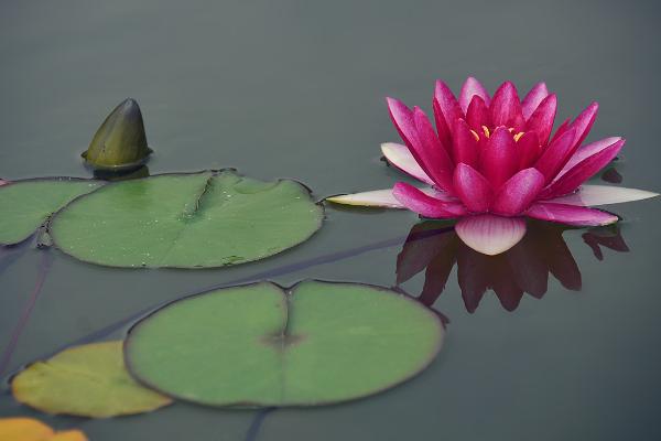 睡蓮苗市場價格多少錢一棵 盆栽睡蓮怎么養(yǎng)殖