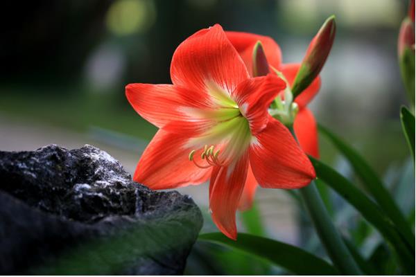 朱頂紅圖片大全 朱頂紅花語及寓意 朱頂紅有哪些品種