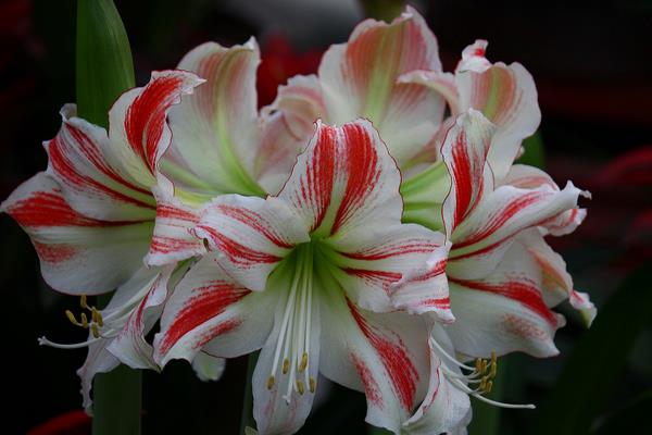 朱頂紅圖片大全 朱頂紅花語及寓意 朱頂紅有哪些品種