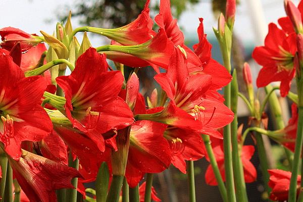 朱頂紅圖片大全 朱頂紅花語及寓意 朱頂紅有哪些品種