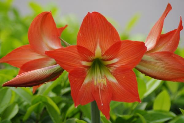 朱頂紅圖片大全 朱頂紅花語及寓意 朱頂紅有哪些品種